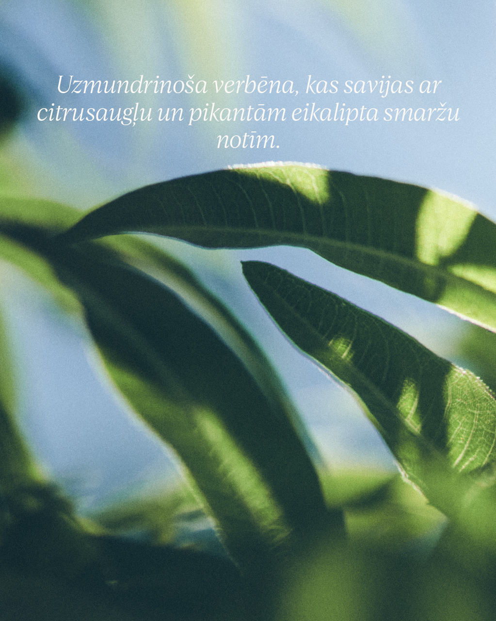 Šī sviesta - verbēnas ziepes rokām un ķermenim