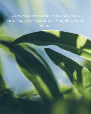 Šī sviesta - verbēnas ziepes rokām un ķermenim