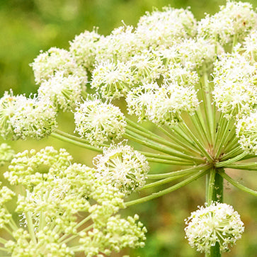 Featured Ingredient - L'Occitane