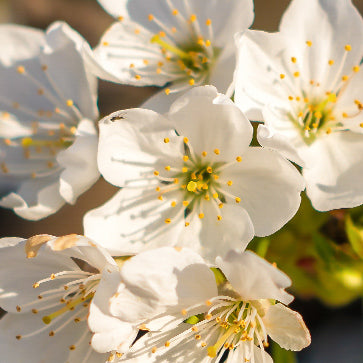  Featured Ingredient - L'Occitane